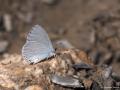 Celastrina argiolus (Kutsalmavi)